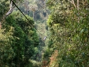 gibbon (58)